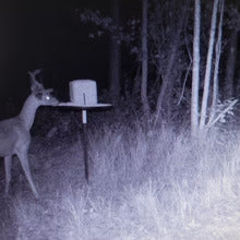 "Block $aver demonstration showing how it prevents hogs and raccoons from accessing feed"