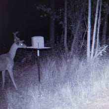 "Block $aver demonstration showing how it prevents hogs and raccoons from accessing feed"