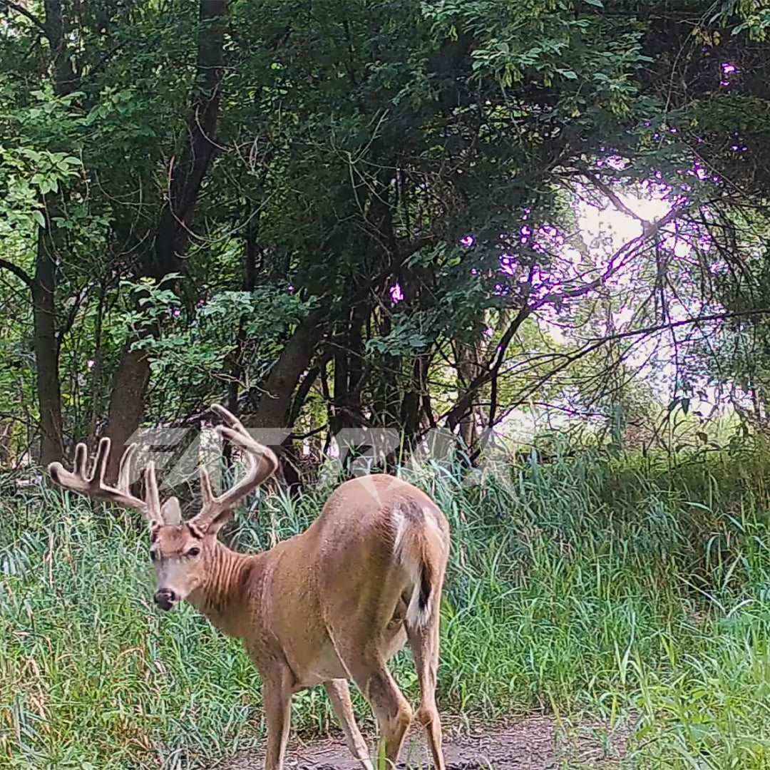 Growing big antlers with Fat Rax