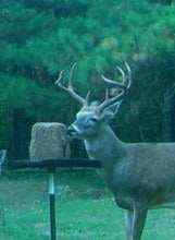 "Deer attracted to Premium Persimmon Feed Block in natural habitat"