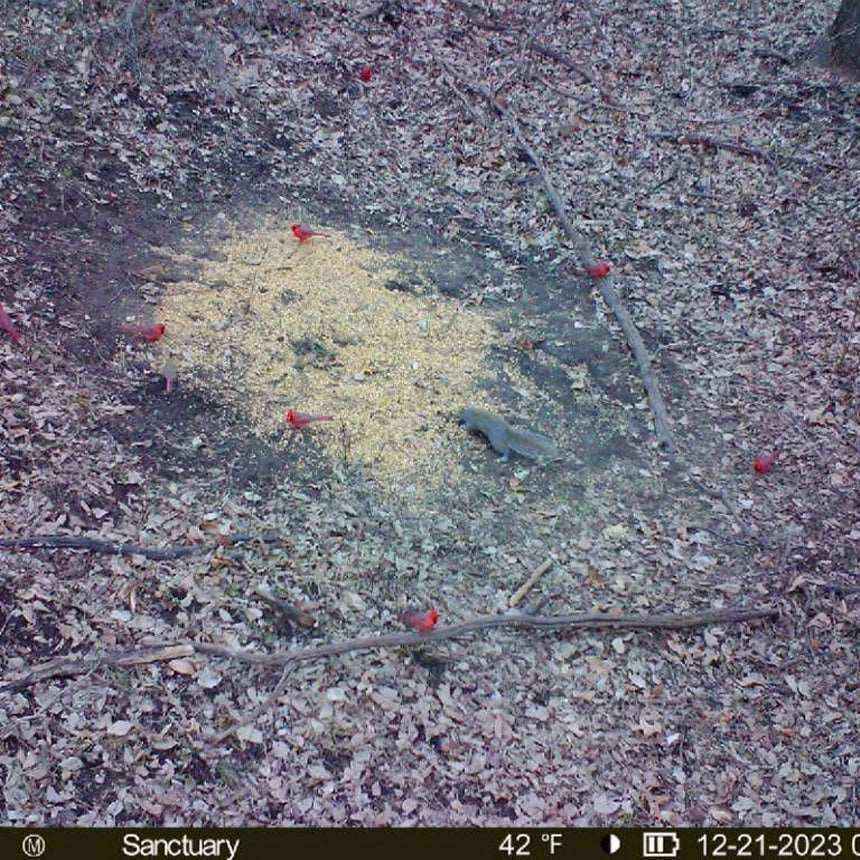 Munchies Deer Feed Jinx'em Scents
