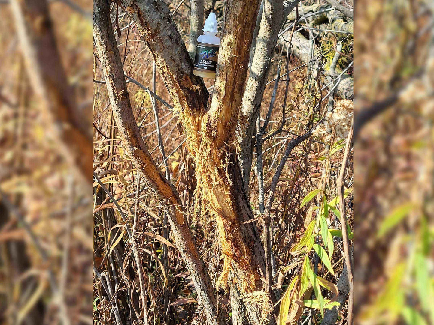 Mystic Preorbital Gland Scent - Deer Scent Gland