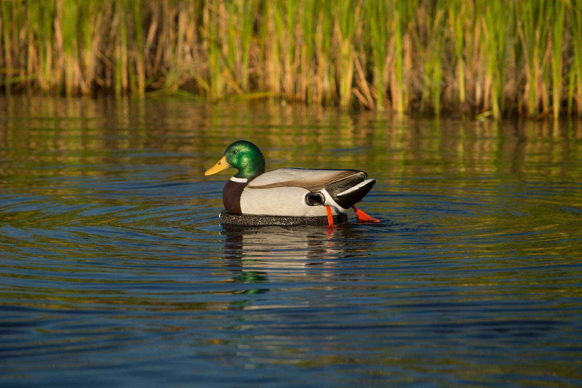 he Wadder duck decoy back view