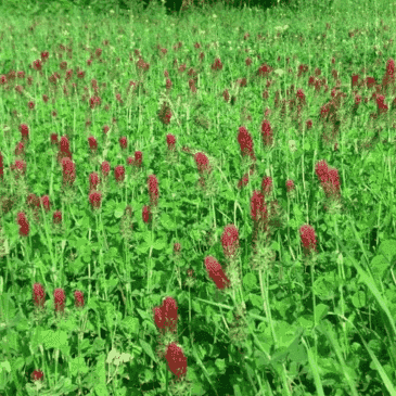 X20 Perennial Jinx'em Scents