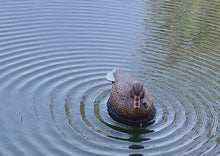 The Wagger duck decoy creating realistic ripples and motion in water