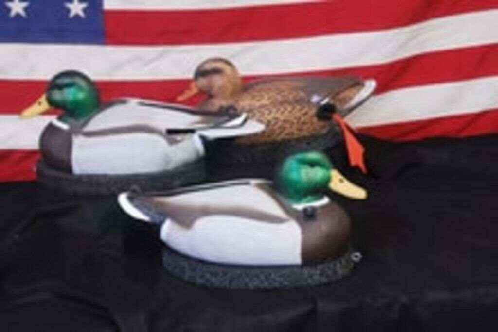 The Wagger duck decoys in action showing realistic waterfowl hunting setup