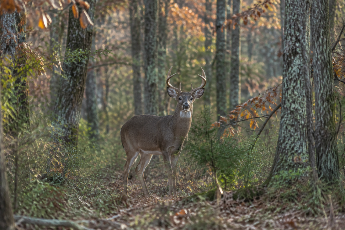 What Do Those Deer Sounds Mean? A Hunter’s Guide to Whitetail Vocalizations