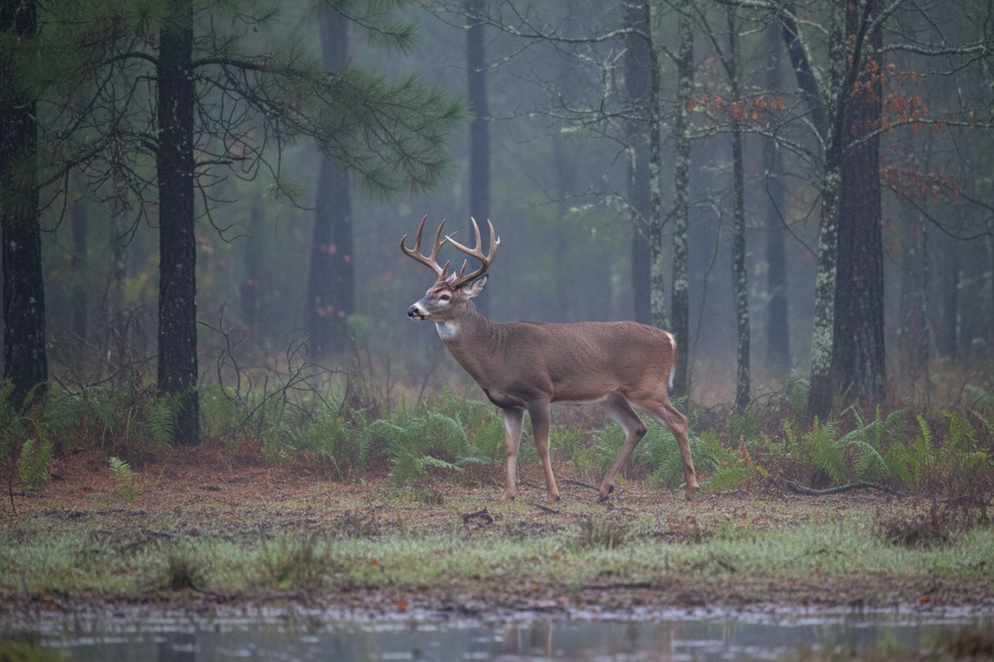 How Weather Can Change Deer Movement: What Hunters Should Watch