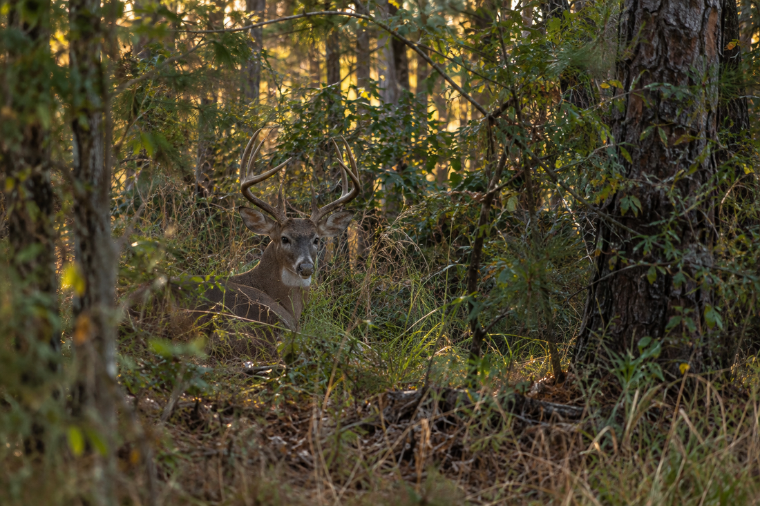 Understanding Deer Bedding Areas: What Hunters Should Know