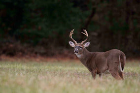 Scents - Hunting Game Supplies