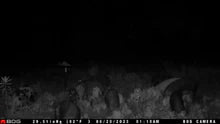 "Block $aver in use keeping protein blocks off the ground for wildlife feeding"