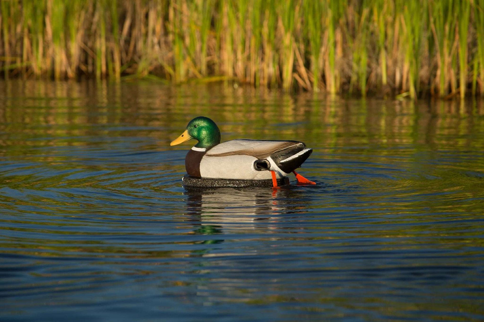 he Wadder duck decoy back view